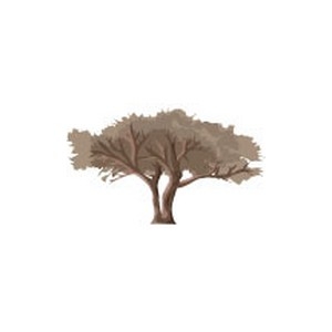 Sahara Tree